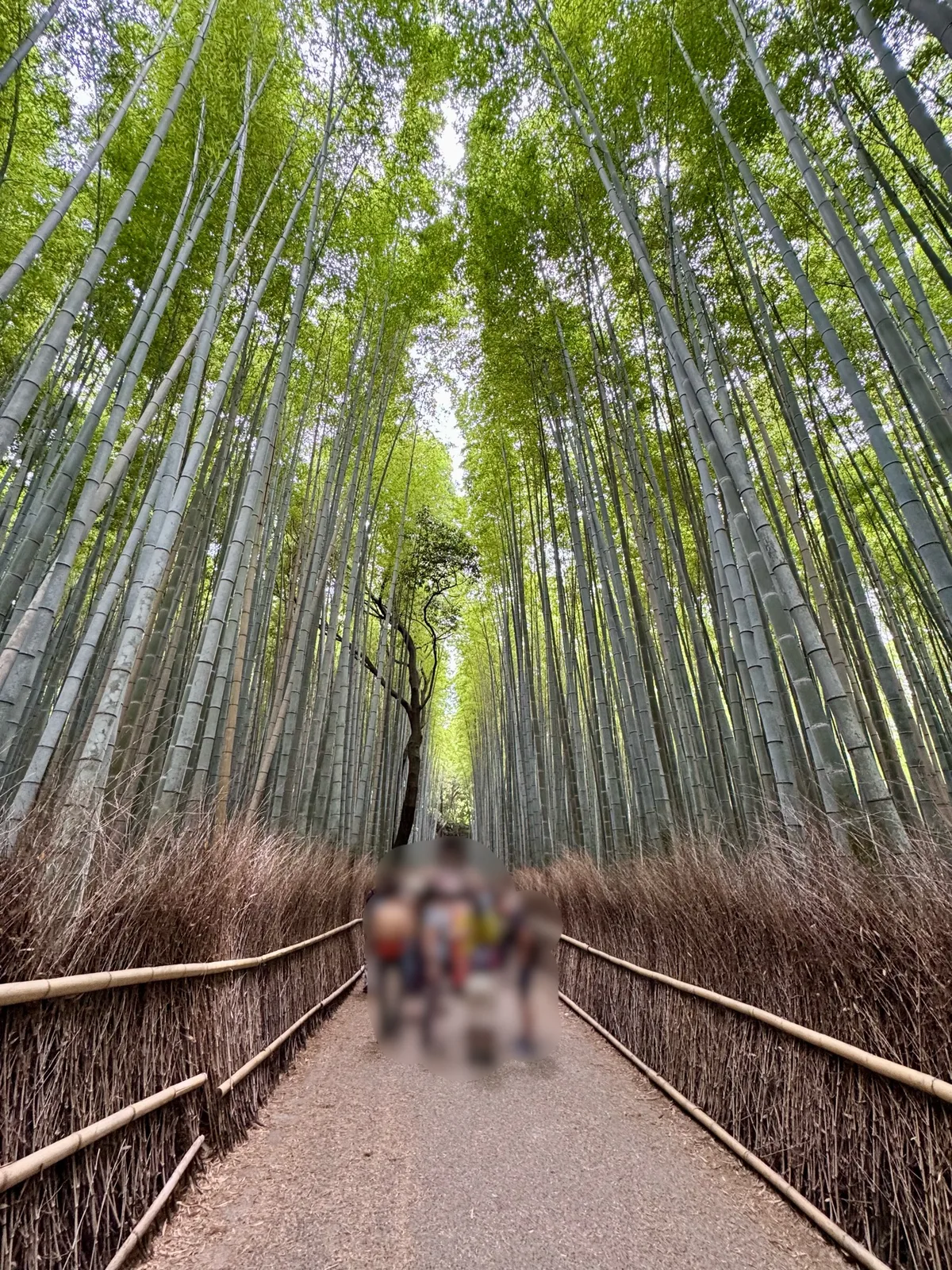 京都・嵐山の竹林の小径